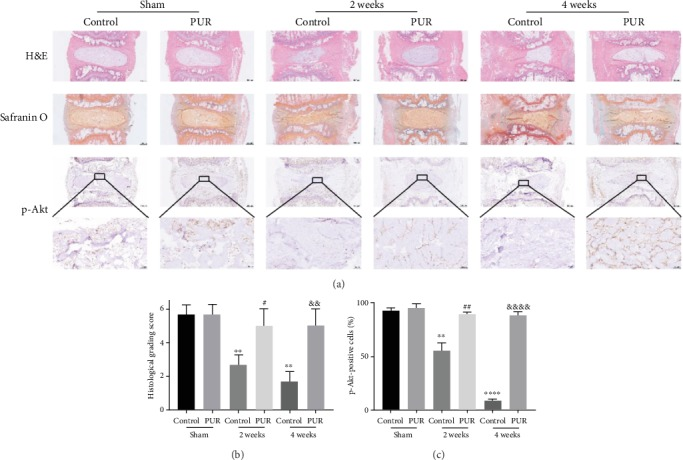 葛根素通过 PI3K/Akt 通路缓解人髓核间充质干细胞中压缩诱导的细胞凋亡和线粒体功能障碍