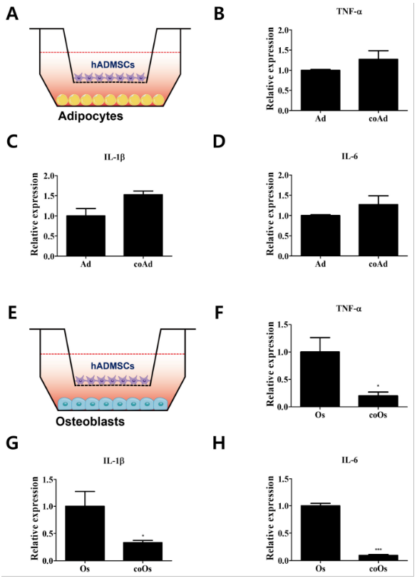 PD-1/PD-L1 轴对 hADMSCs 分化的成骨细胞的免疫调节作用和骨稳态调节