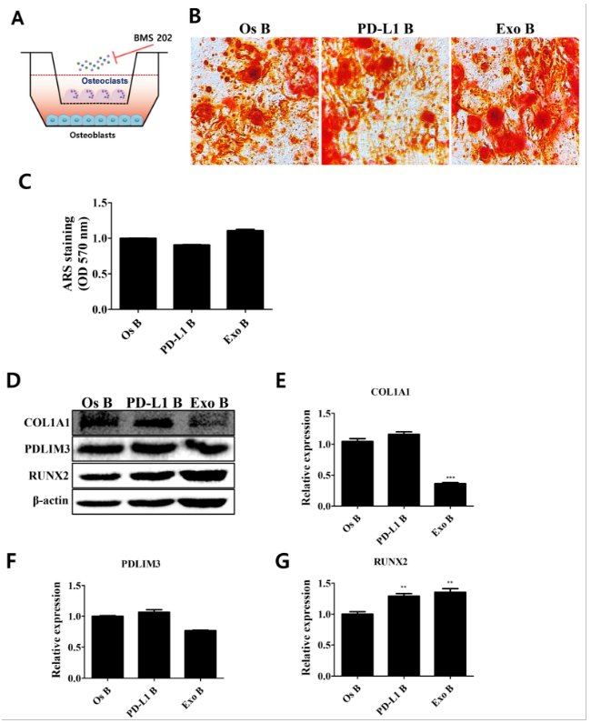 PD-1/PD-L1 轴对 hADMSCs 分化的成骨细胞的免疫调节作用和骨稳态调节