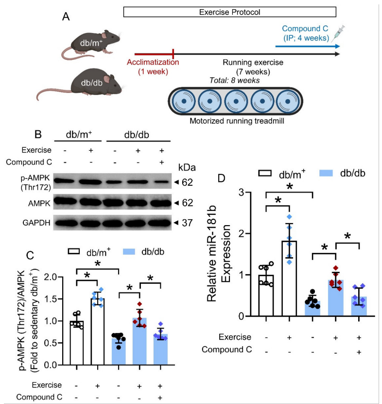 激活 AMPK/miR-181b 轴可减轻糖尿病小鼠的内皮功能障碍和血管炎症