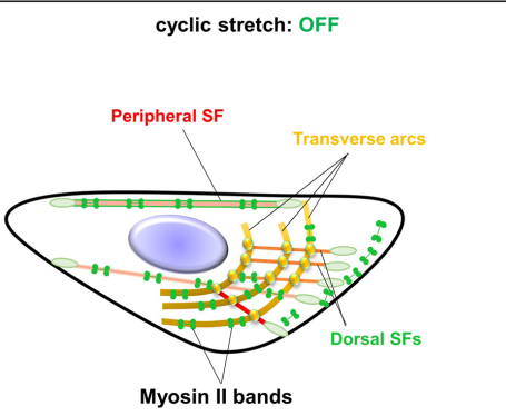 周期性拉伸和拉伸释放下上皮细胞中应力纤维亚型的机械适应性组织