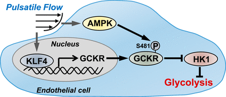 KLF4和AMPK在内皮细胞脉冲剪切应力抑制糖酵解中的作用