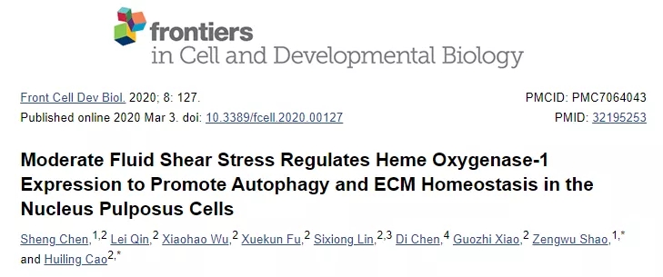 适度流体剪切应力调节血红素加氧酶-1 表达促进髓核细胞中的自噬和 ECM 稳态