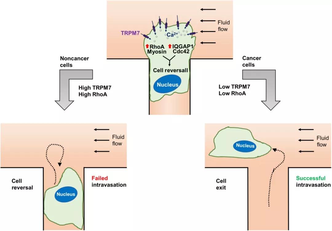 流体剪切应力传感器 TRPM7 调节肿瘤细胞内渗