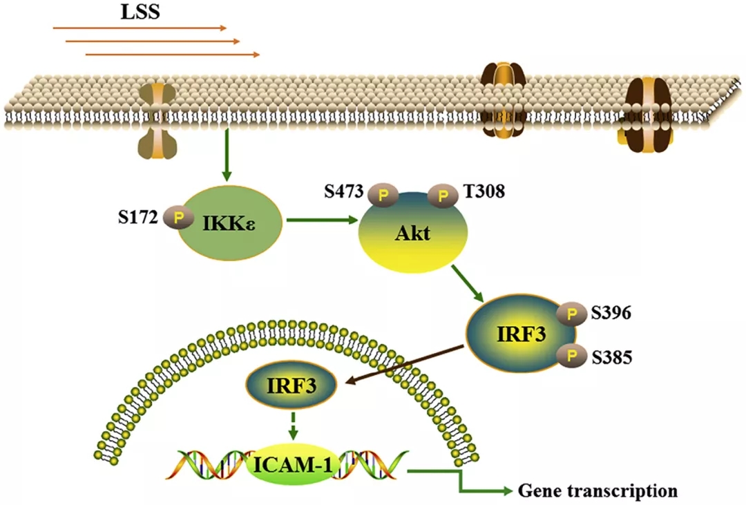 低剪切应力下由 IKKε 调节的 Akt 磷酸化通过激活 IRF3 导致内皮炎症