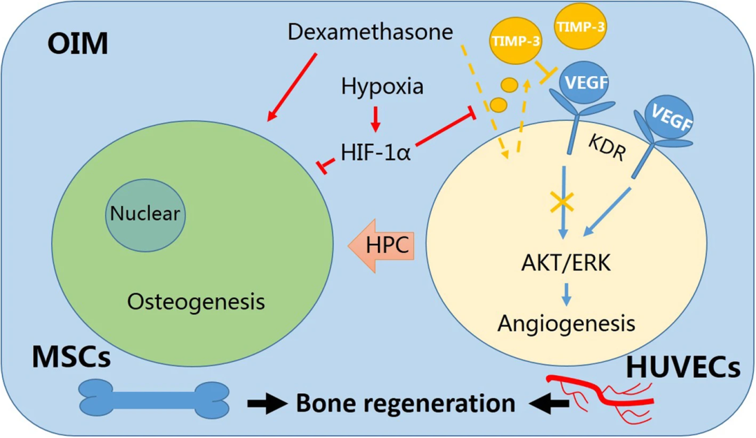 低氧通过 HIF-1α 减轻地塞米松诱导的 HUVECs 和 rBMSCs 共培养物中血管生成的抑制作用
