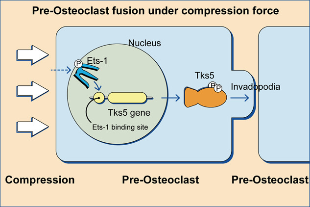 正畸压应力通过 Ets-1/Tks5 信号通路调控侵袭性伪足促进破骨细胞形成的机制研究