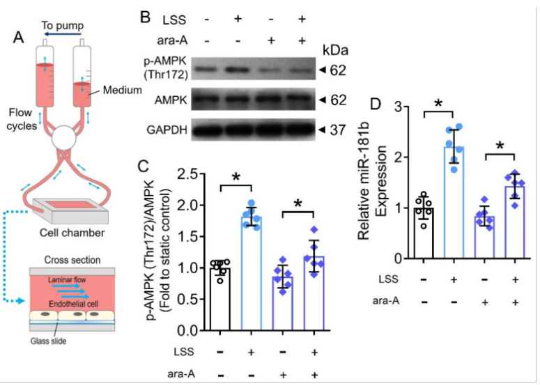 激活 AMPK/miR-181b 轴可减轻糖尿病小鼠的内皮功能障碍和血管炎症