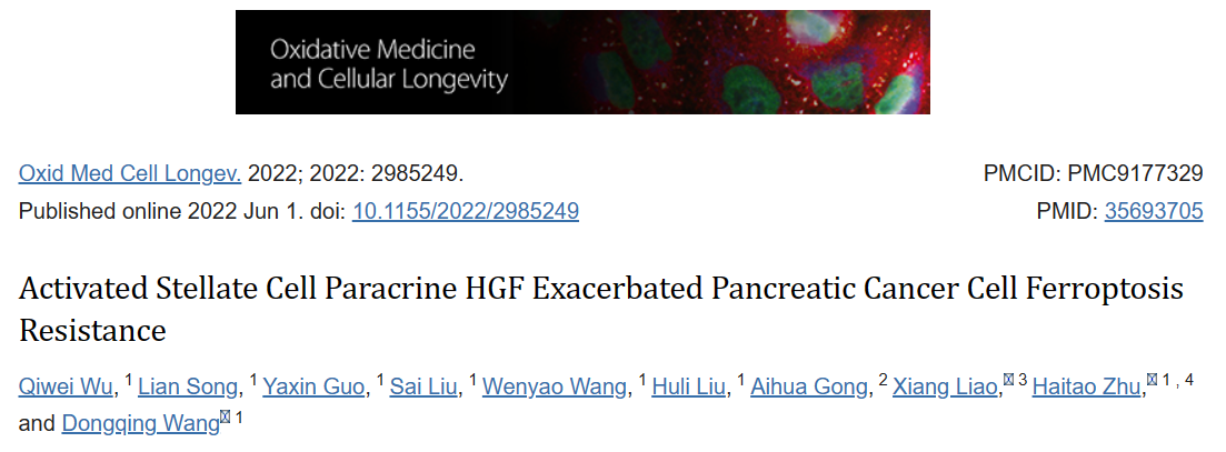 活化的星状细胞旁分泌HGF加剧胰腺癌细胞铁死亡抵抗力