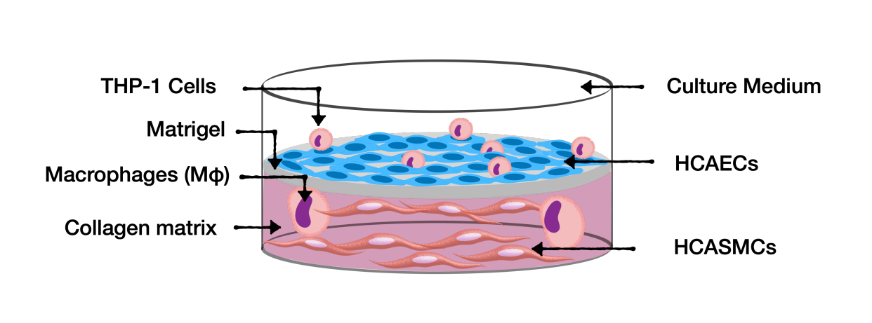髓系细胞触发受体-1在连接低剪切应力与炎症的机械转导信号通路中的作用