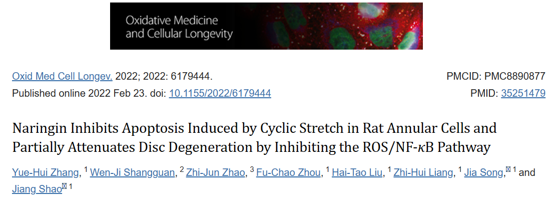 柚皮苷抑制循环拉伸诱导的大鼠环状细胞凋亡，并通过抑制ROS/NF-κB通路部分减弱椎间盘退变
