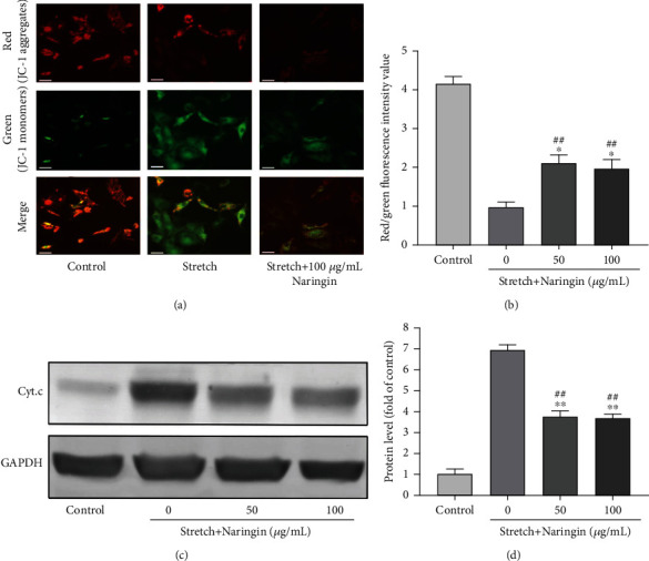 柚皮苷抑制循环拉伸诱导的大鼠环状细胞凋亡，并通过抑制ROS/NF-κB通路部分减弱椎间盘退变