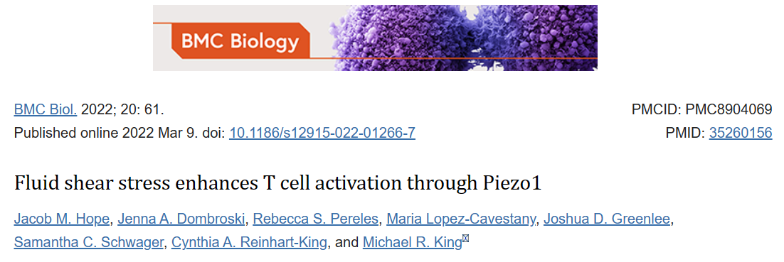 流体剪切应力通过Piezo1增强T细胞活化
