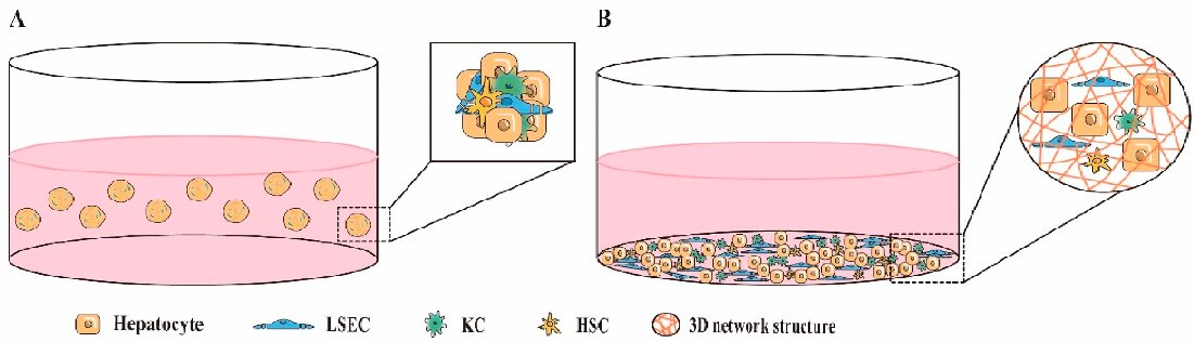 肝脏模型的3D共培养及其在药物研究中的应用