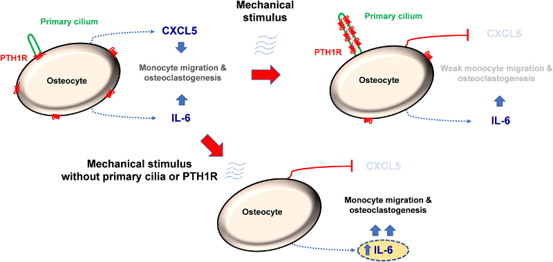在机械刺激的骨细胞中PTH1R易位至初级纤毛通过调节CXCL5和IL-6分泌来防止破骨细胞形成