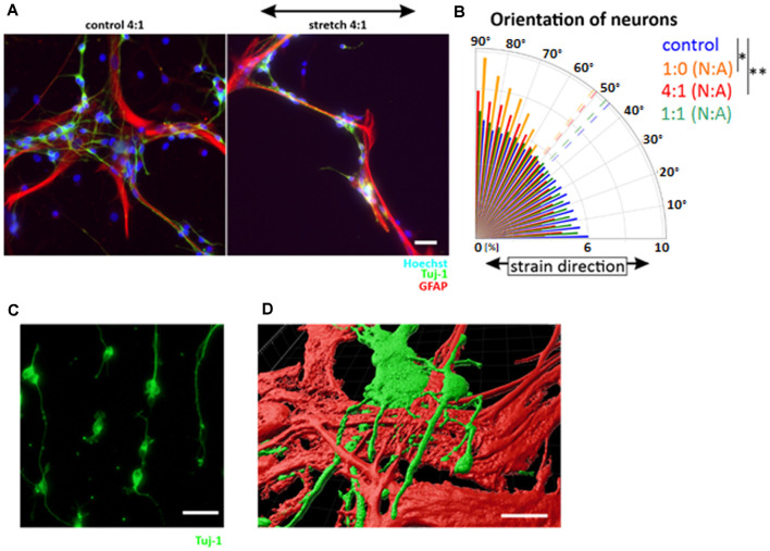 应变下的NSCs —— 揭示分化星形胶质细胞在与分化神经元在循环应变共培养中的机械保护作用