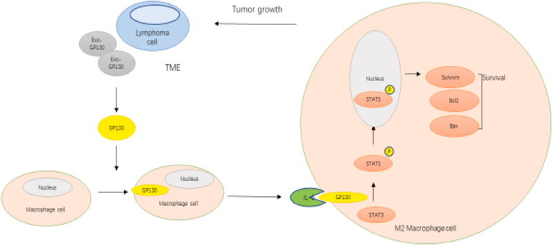 弥漫性大B细胞淋巴瘤外泌体通过GP130/STAT3信号通路推动巨噬细胞向M2表型极化