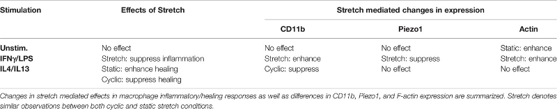 CD11b 和 Piezo1 之间的串扰介导巨噬细胞对机械信号的反应