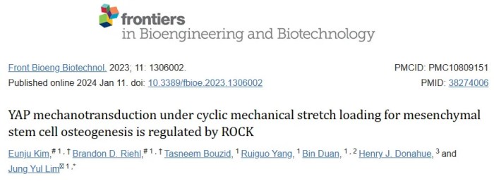 循环机械拉伸负荷下 YAP 对间充质干细胞成骨的机械转导受 ROCK 调控