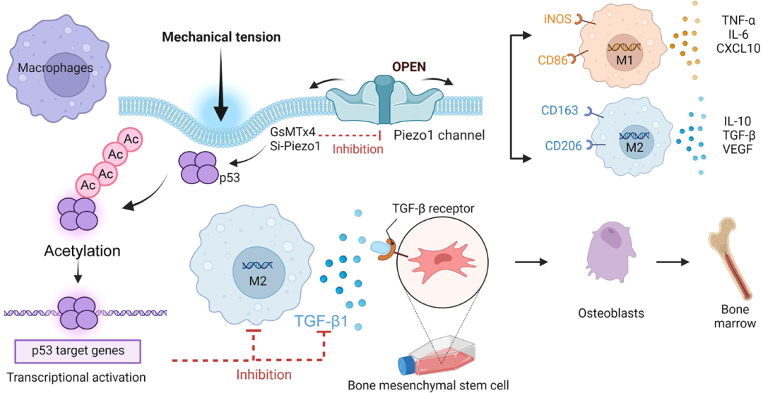 Piezo1 介导的 M2 巨噬细胞机械转导通过分泌和激活 TGF-β1 来增强骨形成