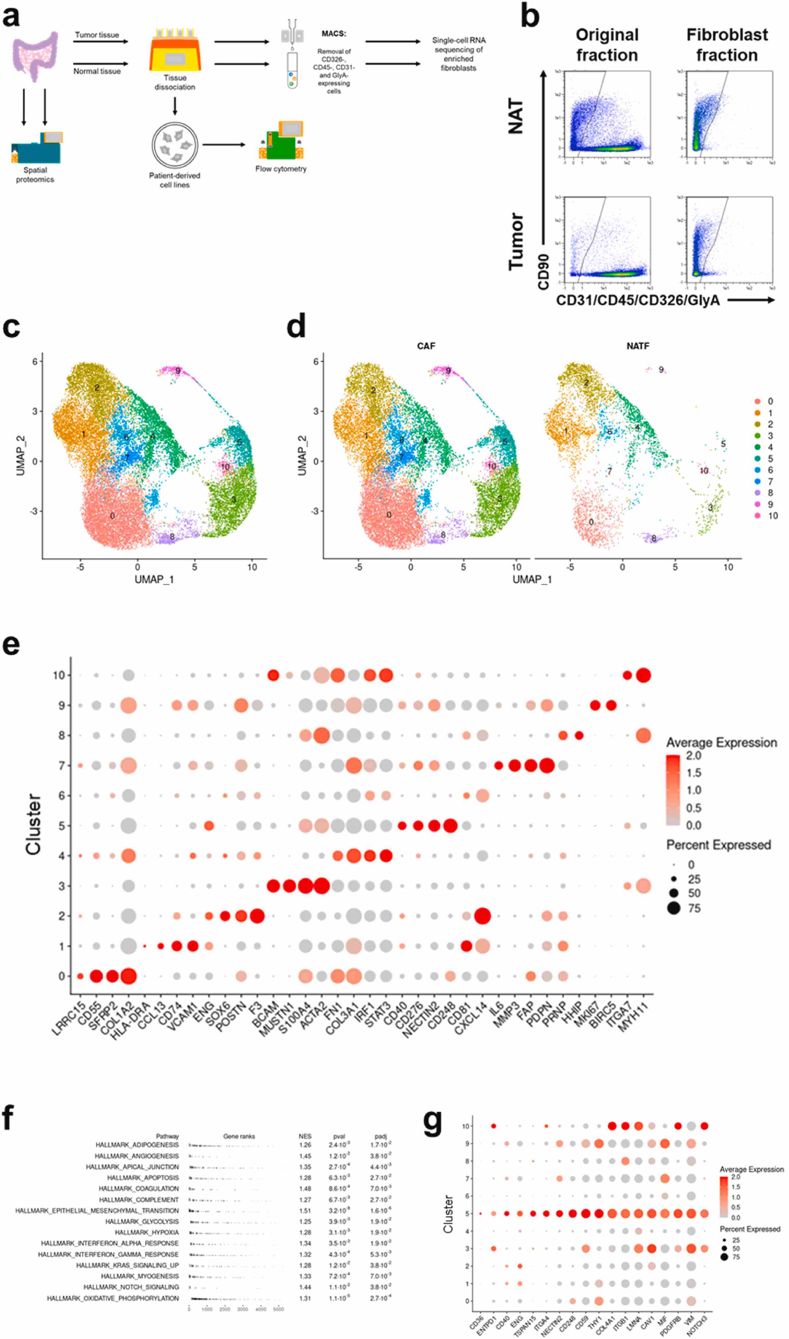 结直肠癌相关成纤维细胞通过NECTIN2信号抑制效应T细胞 结直肠癌相关成纤维细胞通过NECTIN2信号抑制效应T细胞