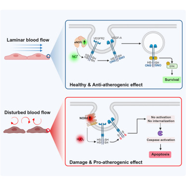 血流模式通过差异化的 S-亚硝基化和 S-氧化来转变 血管内皮生长因子受体-2 活性