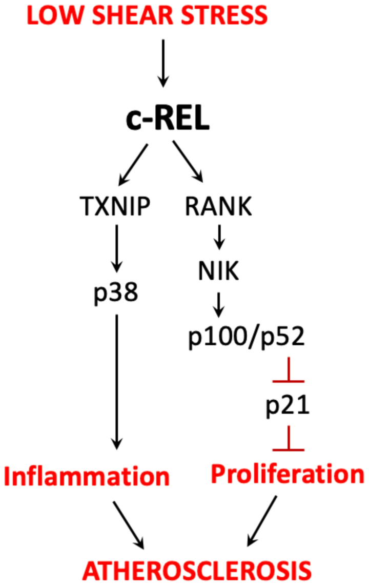 内皮 c-REL 通过与 TXNIP-p38 和非经典 NF-κB 通路的串扰在血流紊乱区域协调动脉粥样硬化