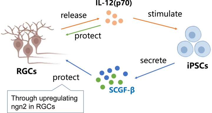 视网膜神经节细胞通过 IL-12-SCGF-β 串扰诱导干细胞衍生的神经保护作用