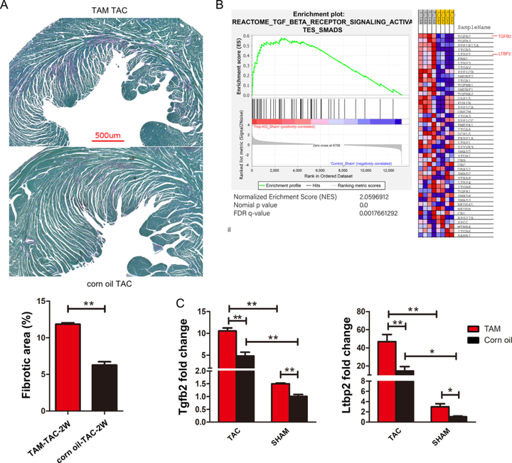 Trbp 通过 TGF-β 通路介导的心肌细胞和成纤维细胞之间的串扰抑制心脏纤维化 Trbp 通过 TGF-β 通路介导的心肌细胞和成纤维细胞之间的串扰抑制心脏纤维化