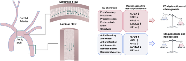 动脉粥样硬化中的内皮细胞力学生物学 动脉粥样硬化中的内皮细胞力学生物学