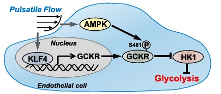 KLF4 和 AMPK 在内皮细胞中脉动切应力抑制糖酵解过程中的作用