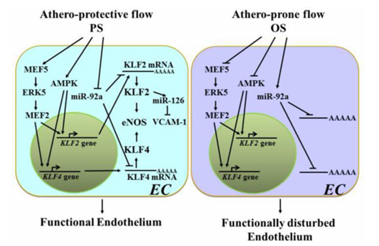 机械敏感型 miR 在内皮细胞对切应力和氧化还原状态响应中的作用
