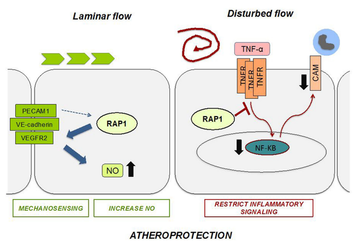 内皮细胞中的 Rap1 可限制炎症信号传导，从而抑制动脉粥样硬化的进展