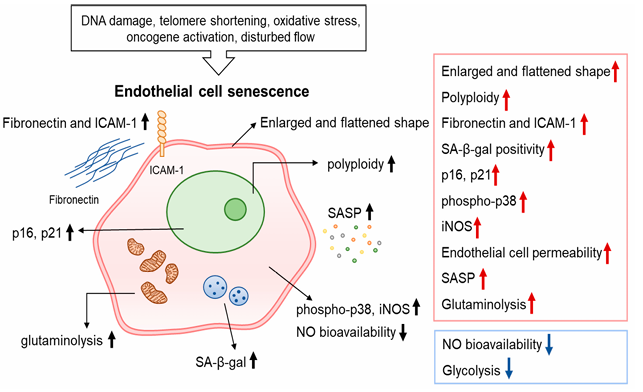 血管衰老中调控内皮细胞衰老的因素与通路