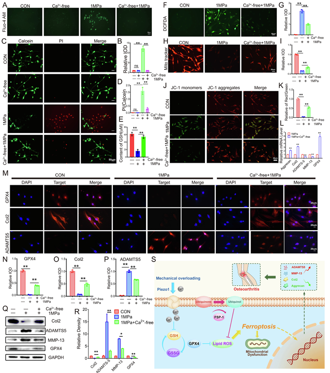 机械超负荷通过 Piezo1 通道促进钙内流诱导骨关节炎中 GPX4 调节的软骨细胞铁死亡