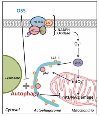 紊乱血流诱导自噬并损伤自噬流以扰乱线粒体稳态
