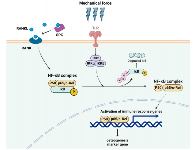机械力应力对人牙周膜细胞炎症反应的影响